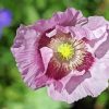 Purple Poppy Plant Diamond Painting