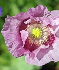 Purple Poppy Plant Diamond Painting