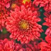 Red Chrysanthemum Diamond Painting