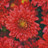 Red Chrysanthemum Diamond Painting