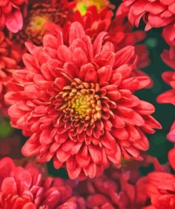 Red Chrysanthemum Diamond Painting