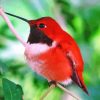 Red Hummingbird Diamond Painting