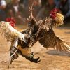 Rooster Fighting Diamond Painting