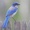 Scrub Jay Bird Diamond Painting