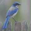 Scrub Jay Bird Diamond Painting