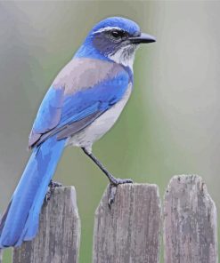 Scrub Jay Bird Diamond Painting