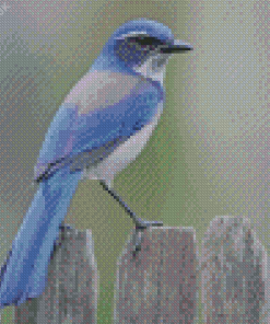 Scrub Jay Bird Diamond Painting