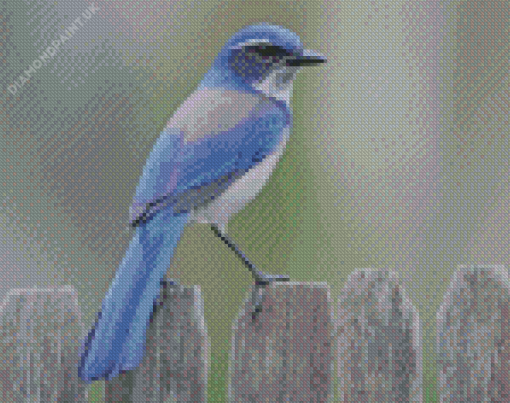 Scrub Jay Bird Diamond Painting