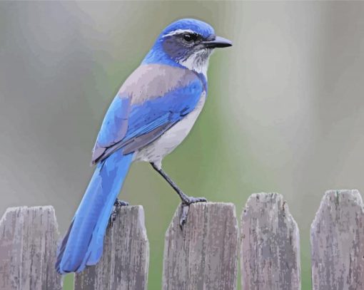 Scrub Jay Bird Diamond Painting