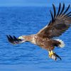 Sea Eagle Catching Fish Diamond Painting