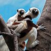 Sifaka Diamond Painting