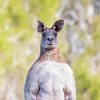 Strong Eastern Grey Kangaroo Diamond Painting