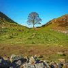 Sycamore Gap Diamond Painting