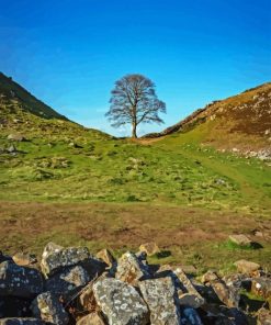 Sycamore Gap Diamond Painting