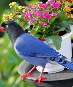 The Taiwan Blue Magpie Diamond Painting