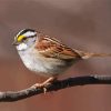 Throated Sparrow Diamond Painting