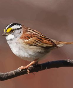 Throated Sparrow Diamond Painting