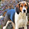 Treeing Walker Coonhound Diamond Painting