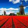 Tulips In Holland Diamond Painting