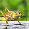 Yellow Cricket Diamond Painting