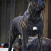 Black Presa Canario Dog Diamond Painting