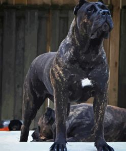 Black Presa Canario Dog Diamond Painting