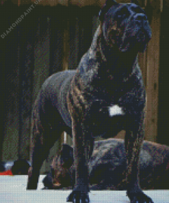 Black Presa Canario Dog Diamond Painting