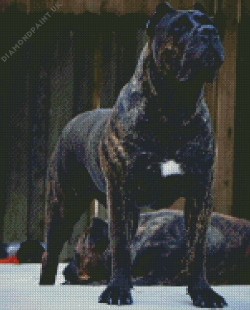 Black Presa Canario Dog Diamond Painting