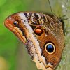 Caligo Owl Butterfly Diamond Painting