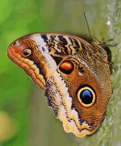 Caligo Owl Butterfly Diamond Painting