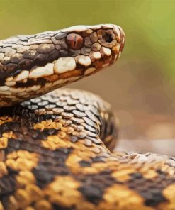 Close Up Adder Snake Diamond Painting