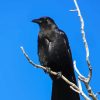 Dead Tree And Raven Diamond Painting