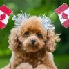 Dog And Canada Flag Diamond Painting