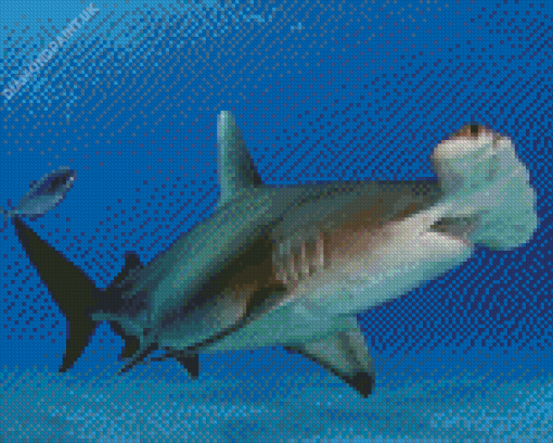 Hammerhead Shark Diamond Painting