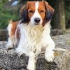 Kooikerhondje Diamond Painting