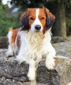 Kooikerhondje Diamond Painting