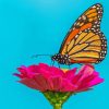 Monarch Butterfly On Pink Zinnia Diamond Painting