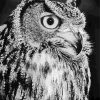 Owl Black And White Bird Diamond Painting