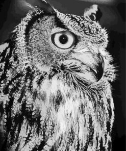 Owl Black And White Bird Diamond Painting