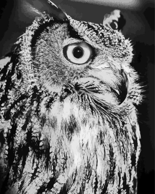 Owl Black And White Bird Diamond Painting