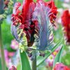 Parrot Tulip Flowers Diamond Painting