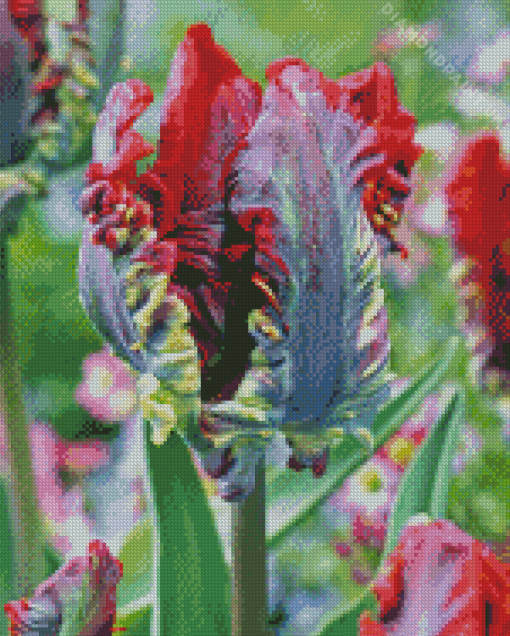 Parrot Tulip Flowers Diamond Painting