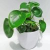 Peperomia Plant In Pot Diamond Painting