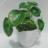 Peperomia Plant In Pot Diamond Painting