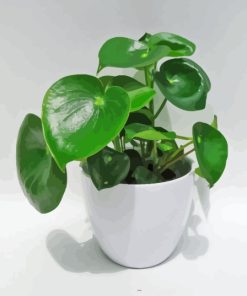 Peperomia Plant In Pot Diamond Painting