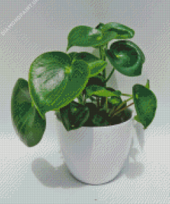 Peperomia Plant In Pot Diamond Painting