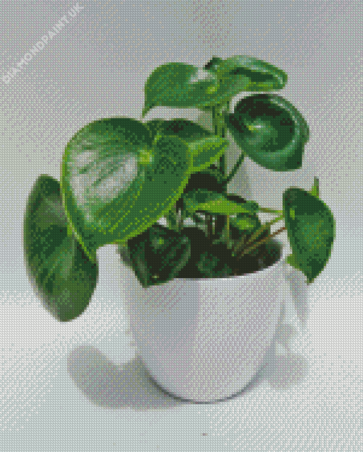 Peperomia Plant In Pot Diamond Painting