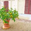 Potted Lemon Tree In Pot Diamond Painting