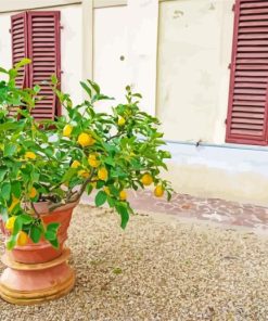 Potted Lemon Tree In Pot Diamond Painting