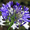 Purple Agapanthus Flower Diamond Painting